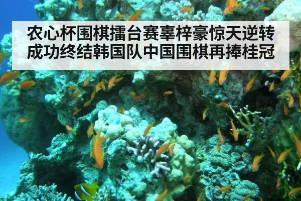 农心杯围棋擂台赛辜梓豪惊天逆转成功终结韩国队中国围棋再捧桂冠